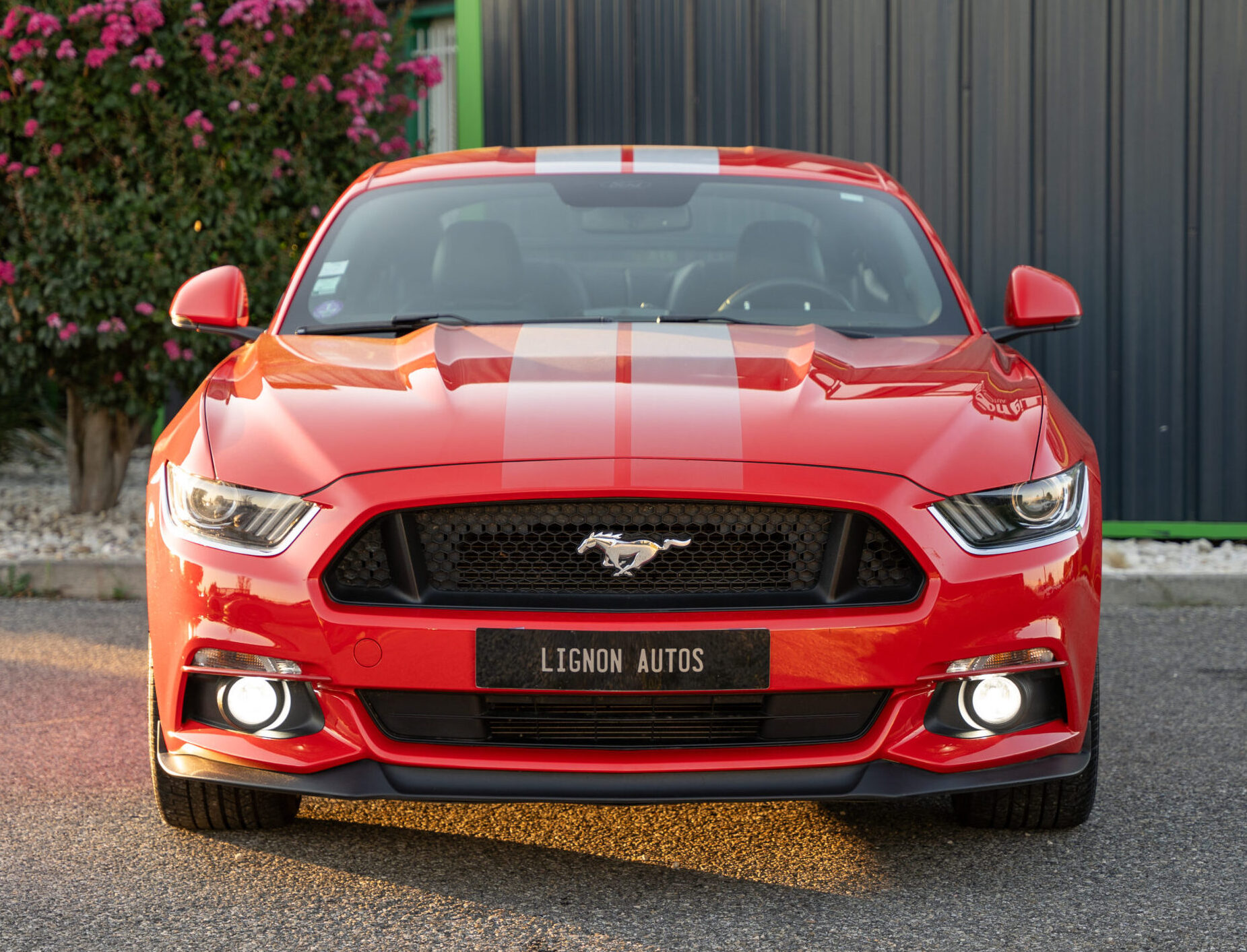 Photo FORD MUSTANG FASTBACK GT 5.0L V8 421 BVM6 